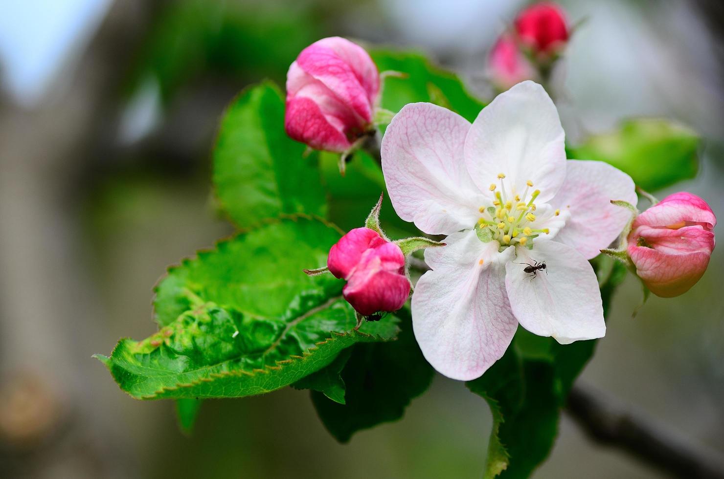 apple blossoms and ants photo