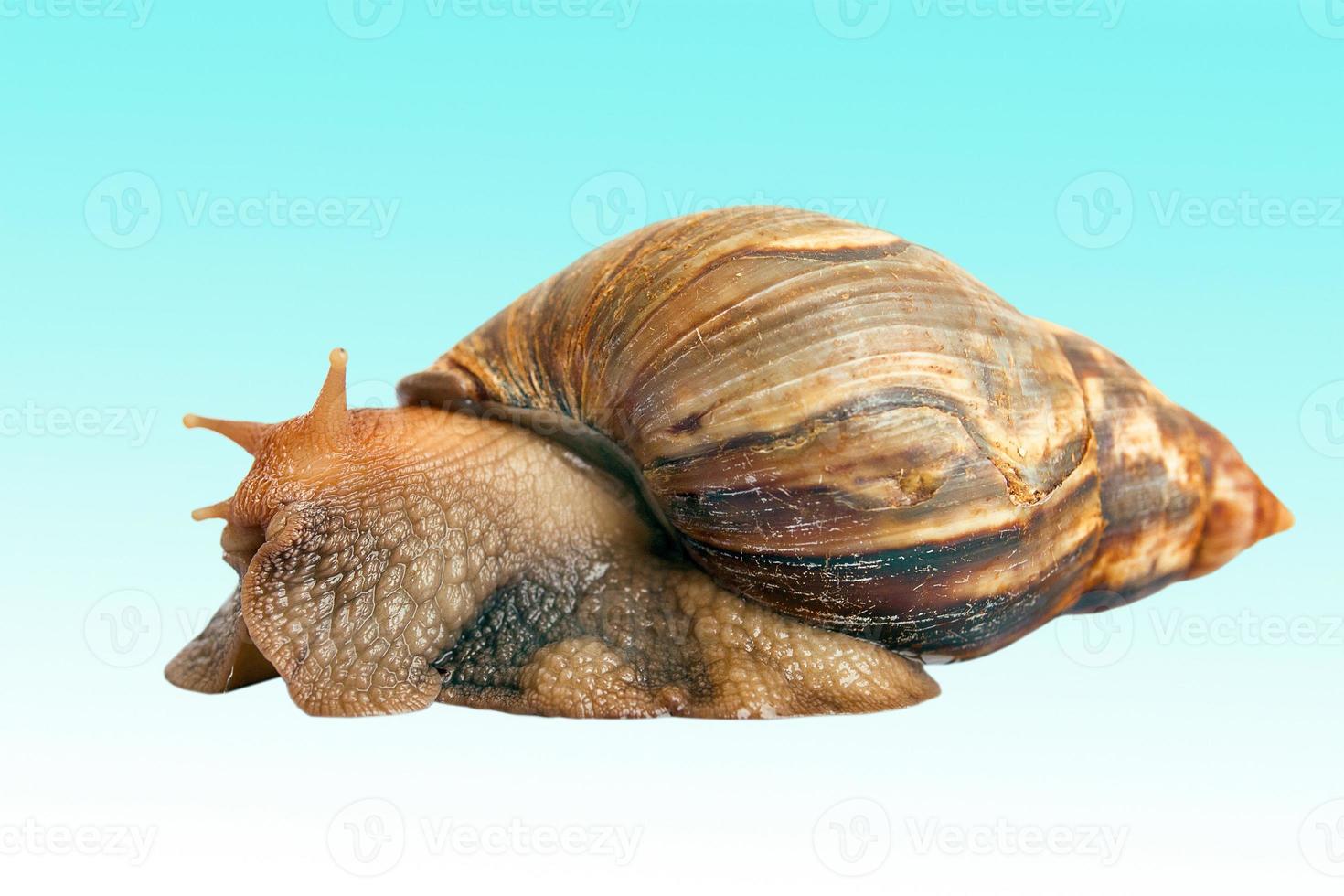 Snail Achatina giant isolated photo