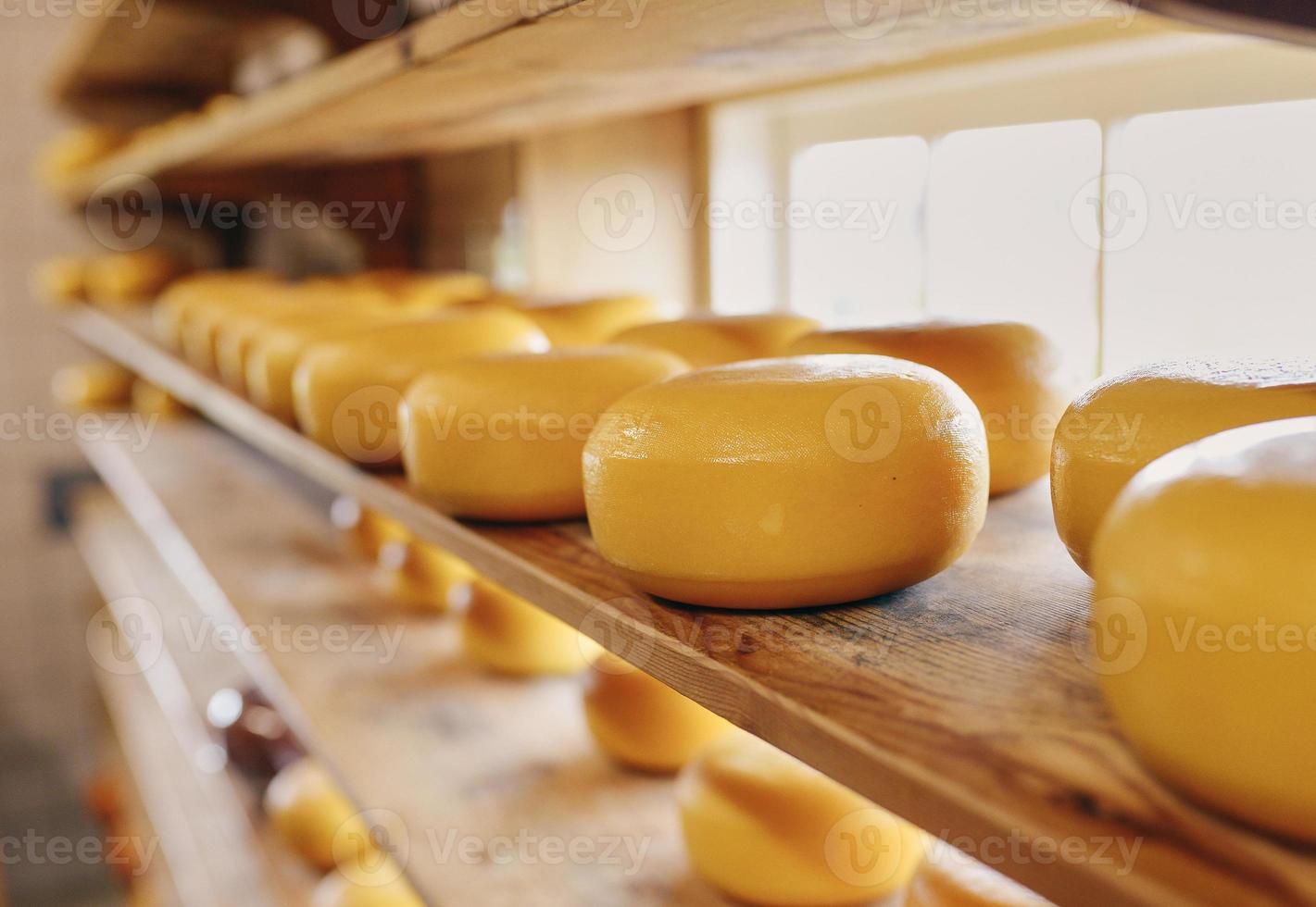 Process of producing in dairy industry - fresh produced cheese in a cheesery on the shelf photo