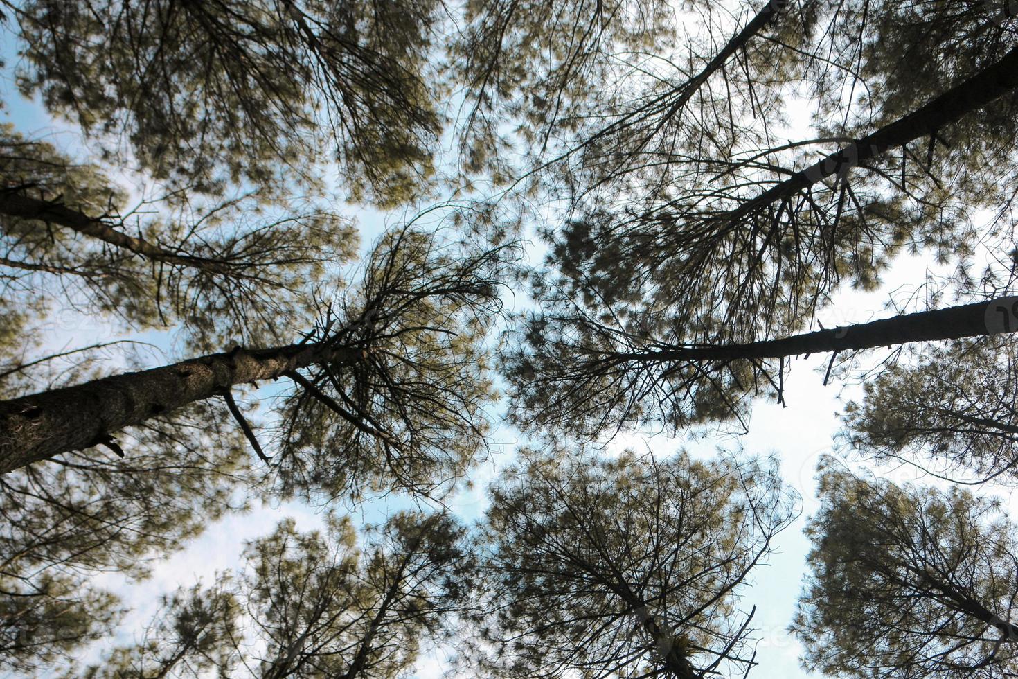 Bottom view of the pine forest scenery with blue sky background and sun light. photo