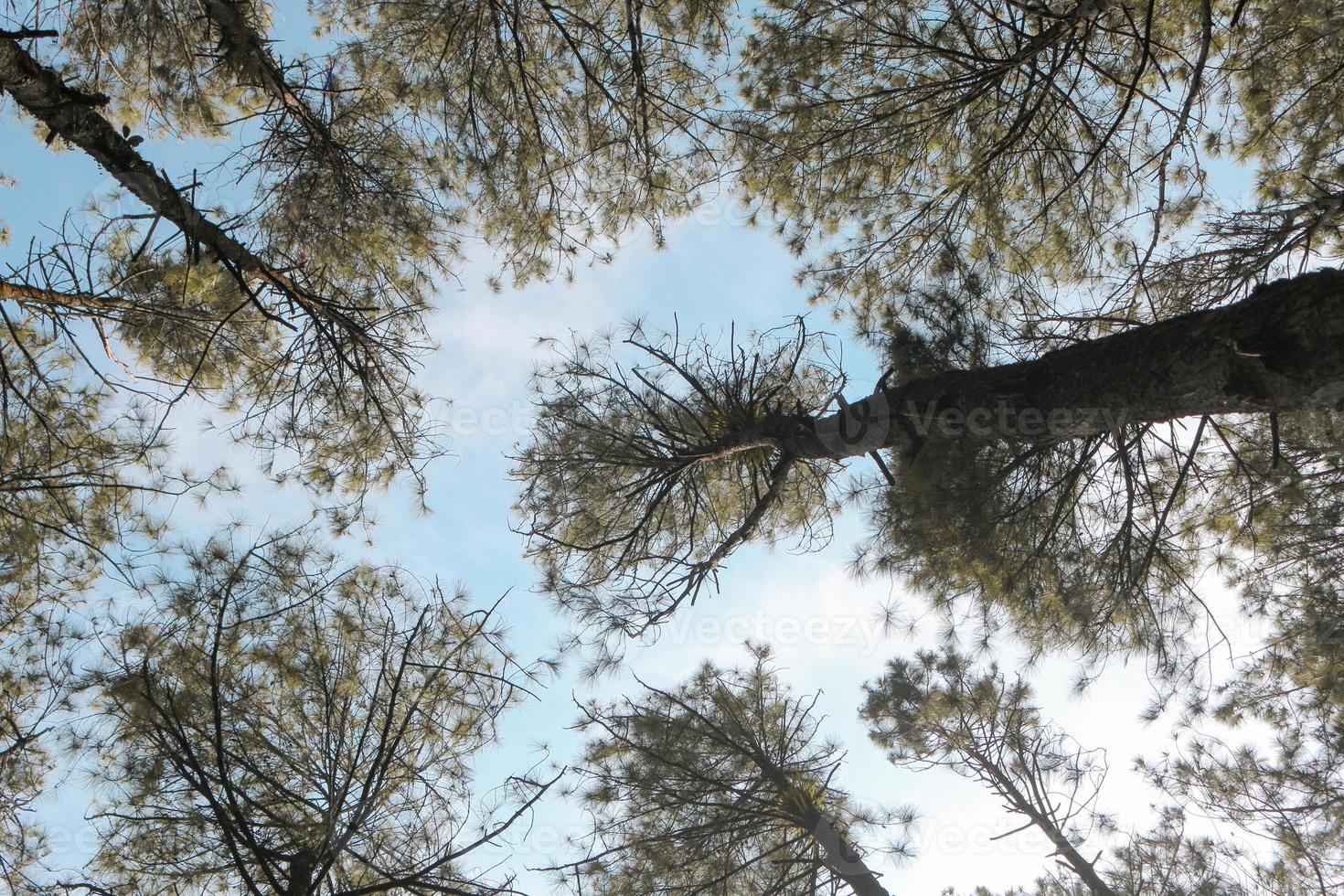 Bottom view of the pine forest scenery with blue sky background and sun light. photo