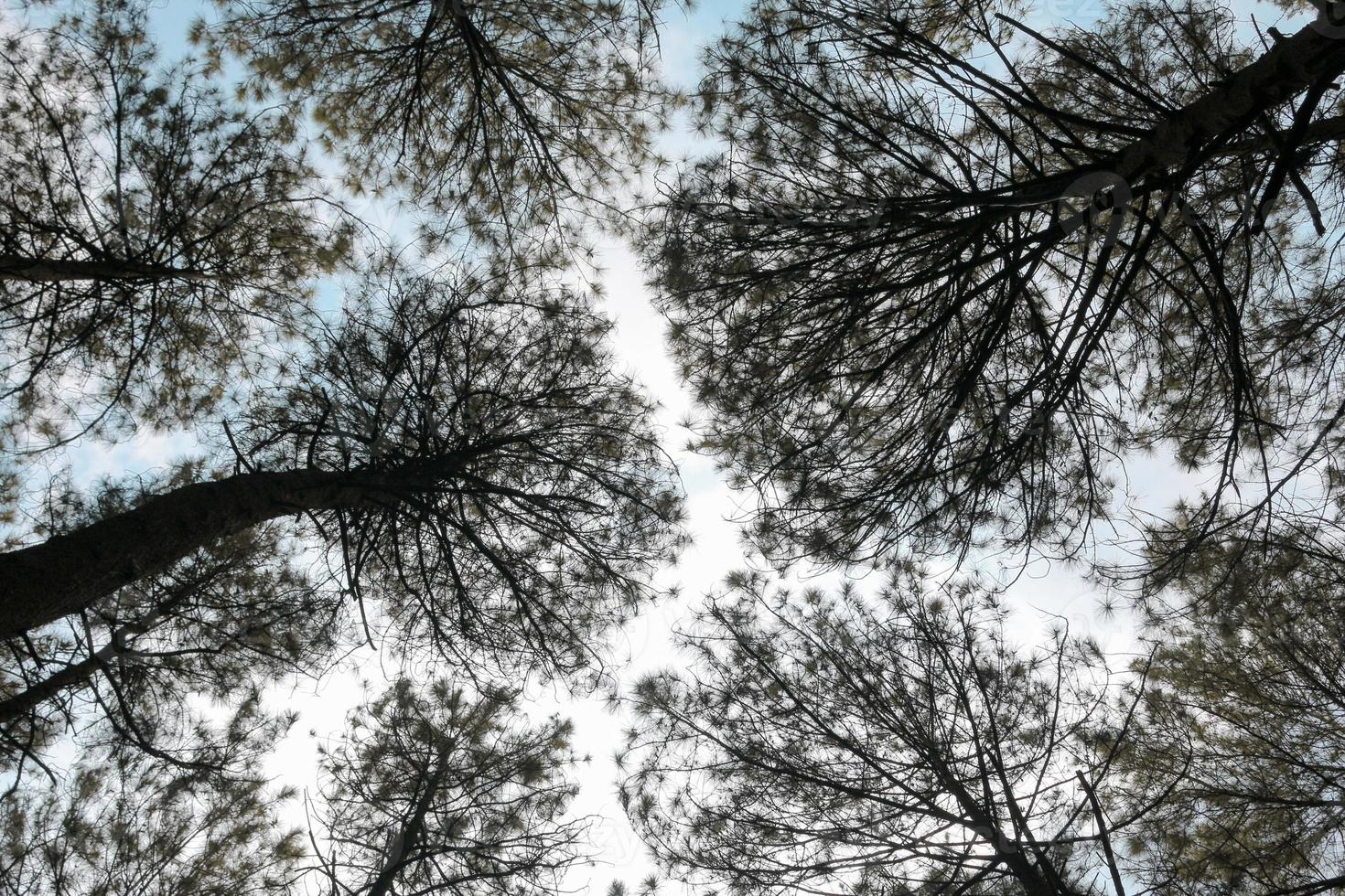 Bottom view of the pine forest scenery with blue sky background and sun light. photo