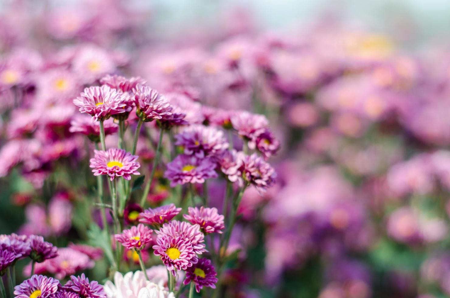 Sweet purple chrysanthemums blooming in garden photo