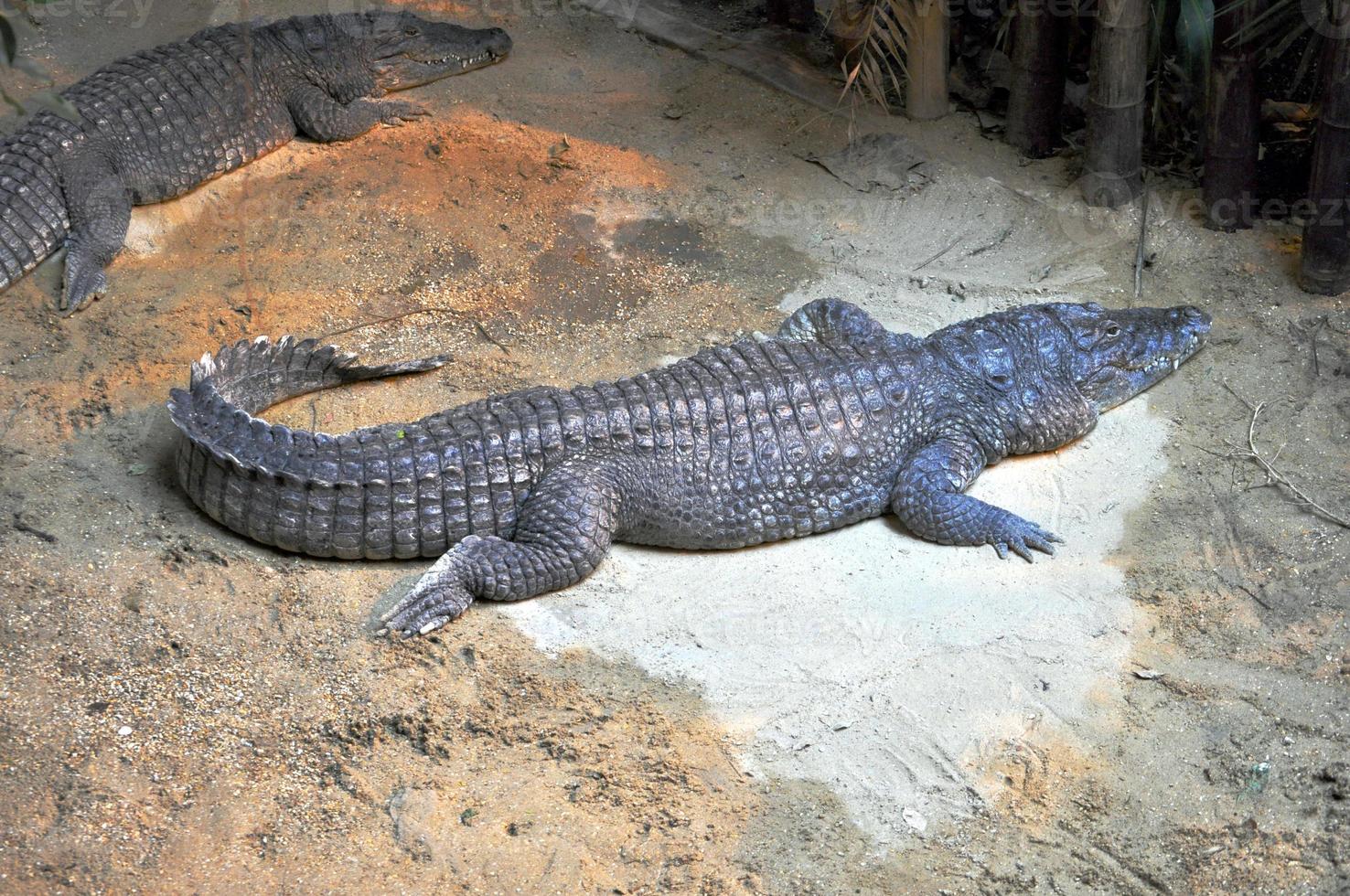 A Caiman reptile in the Alligatoridae family photo