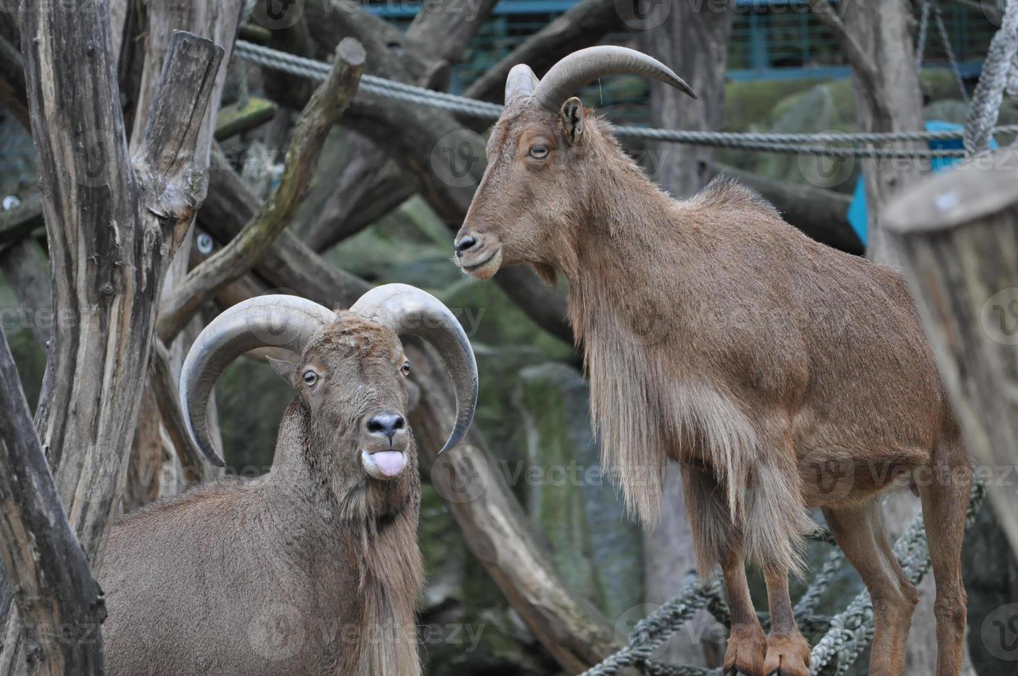 Goat mammal animal photo