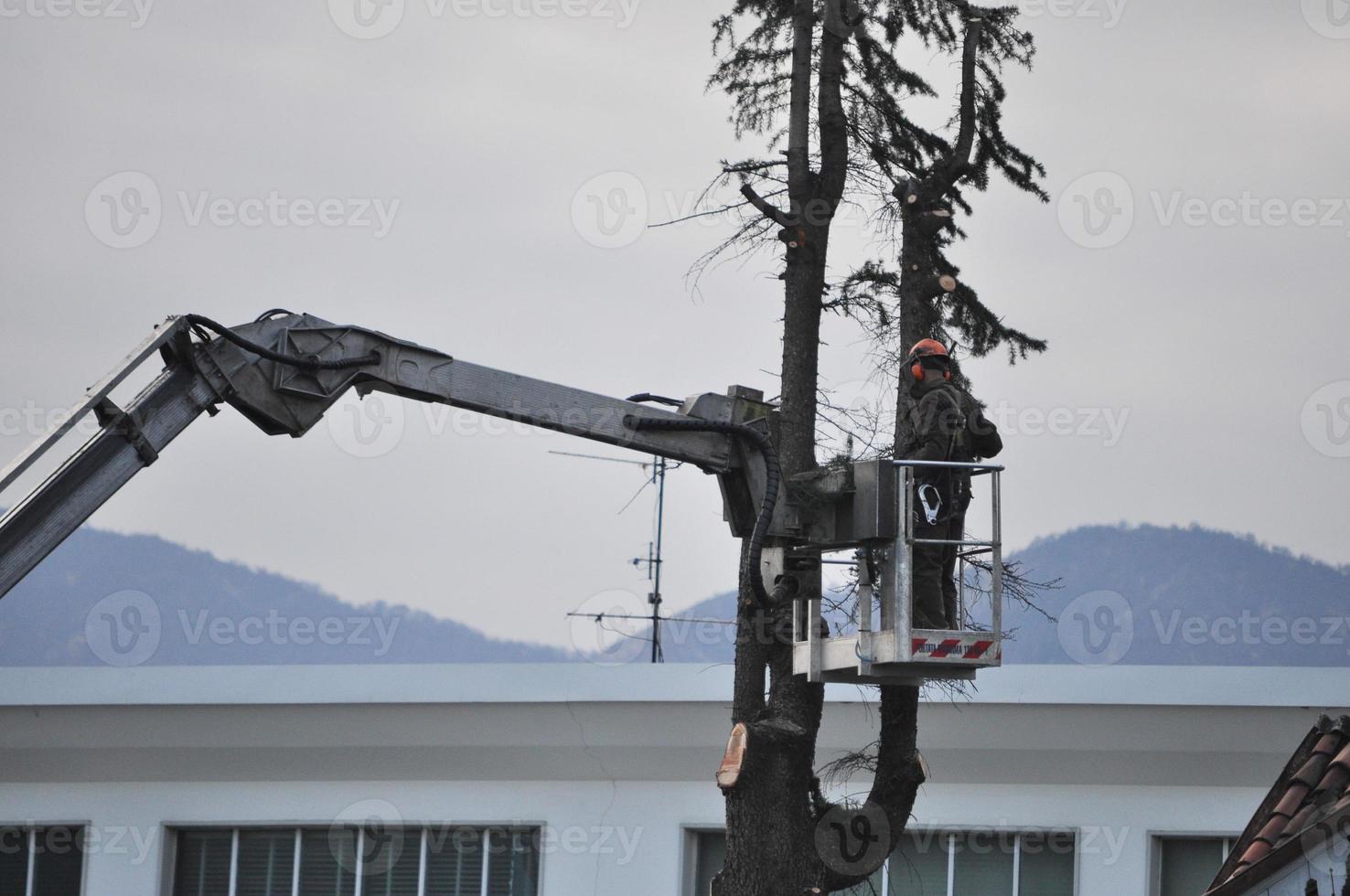 Jardinero irreconocible podando un árbol foto