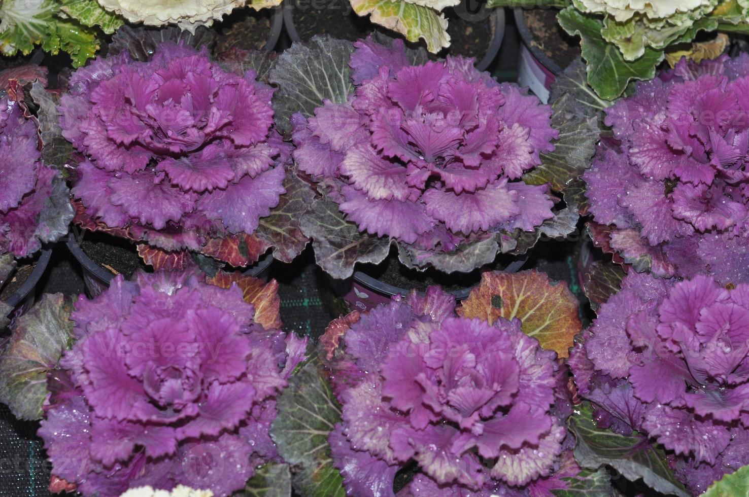 Ornamental cabbage flower 6518946 Stock Photo at Vecteezy