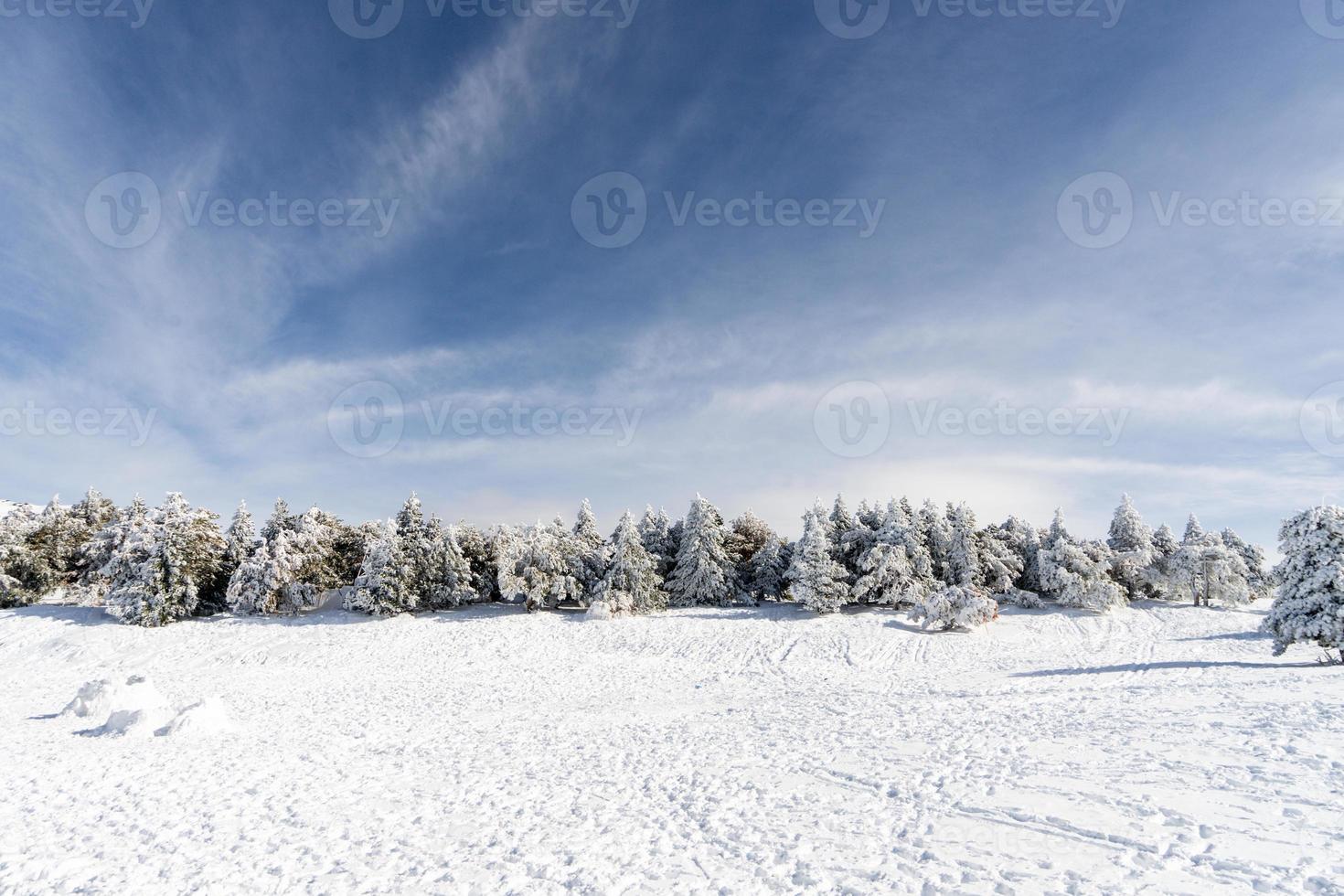 Snowed pine treer in ski resort of Sierra Nevada photo