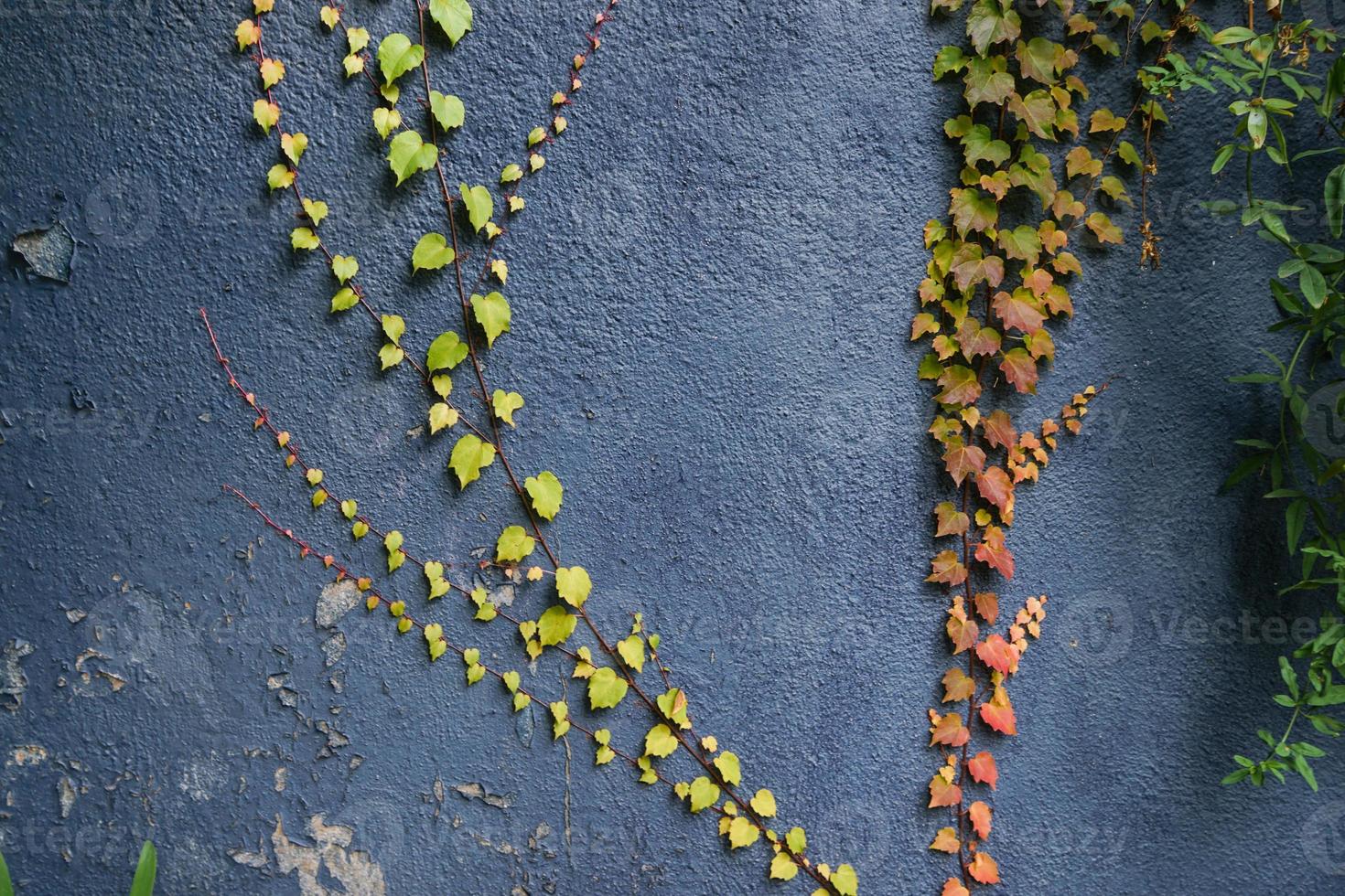 Red and green leaves texture background. Autumn leaves on blue wall. photo