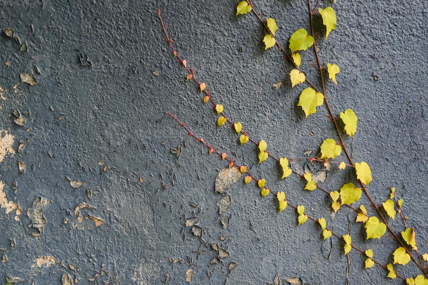 Red and green and leaves texture background. Autumn leaves on blue wall. photo