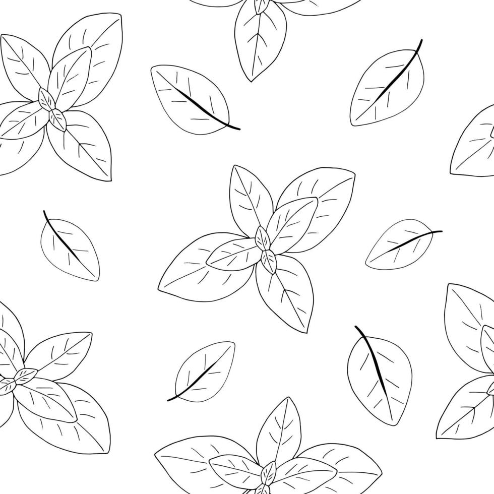 basil leaves seamless pattern. spicy herbs illustration hand drawn in doodle line art style vector