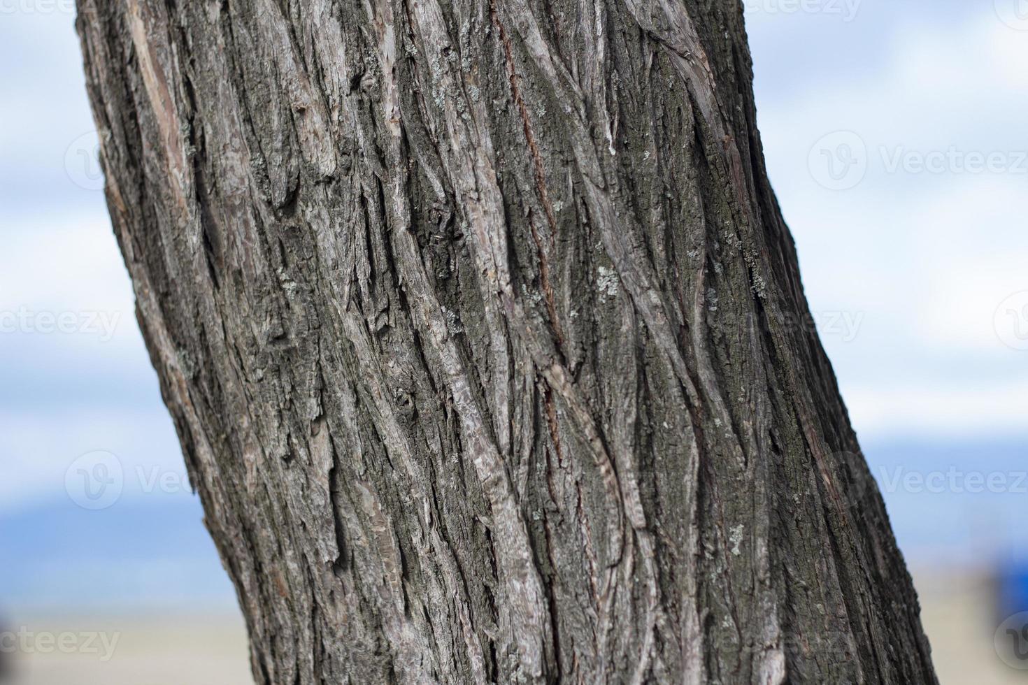 Tree in the background, Tree pattern, Closeup view of a wood pattern on the tree. photo