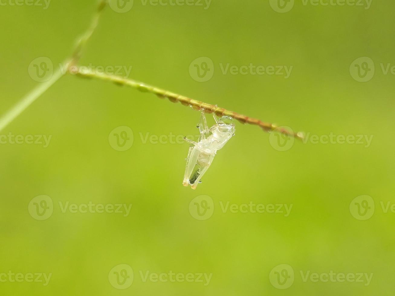 nueva piel de insecto foto