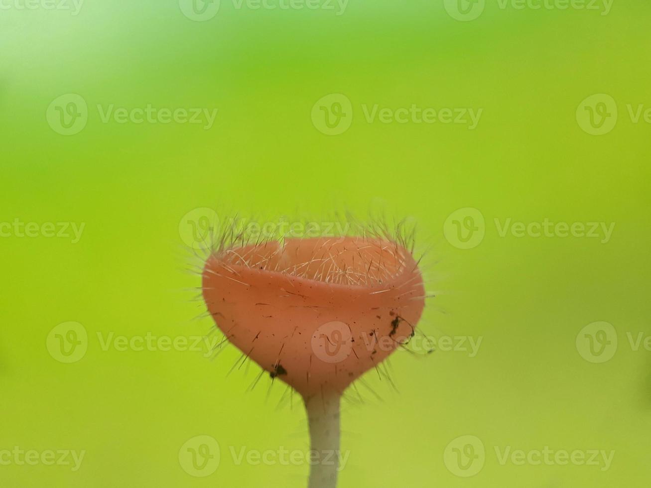 Fluffy pink red mushrooms over twigs against a natural background photo
