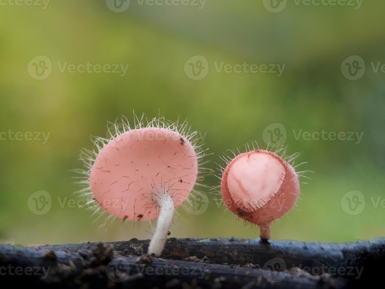 champiñones rojos rosados esponjosos sobre ramitas contra un fondo natural foto