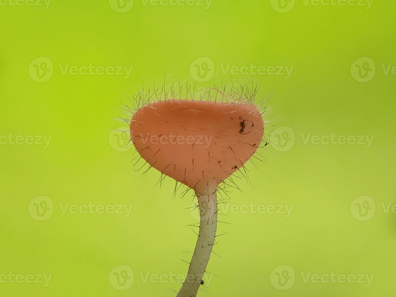 Fluffy pink red mushrooms over twigs against a natural background photo