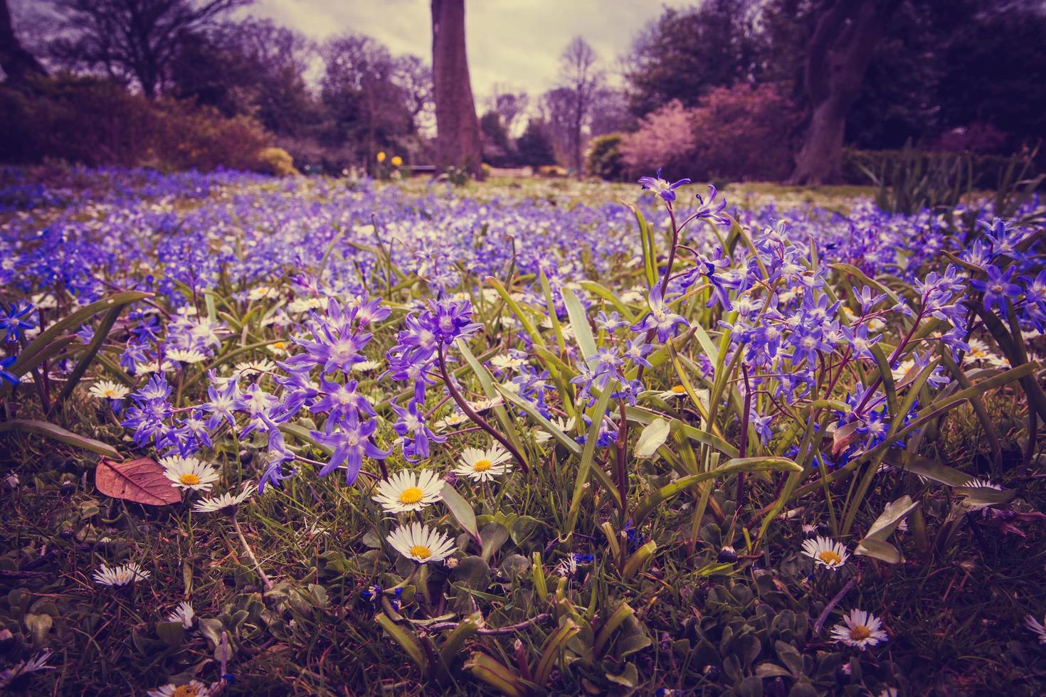 Little purple flowers photo
