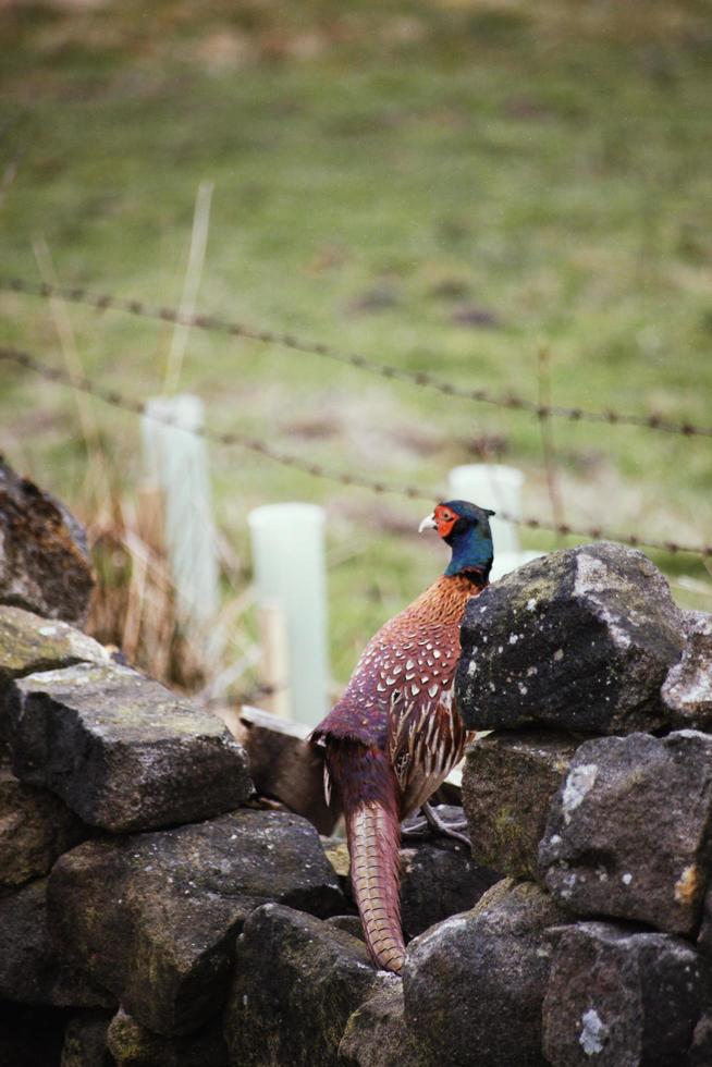 Pheasant on a wall photo