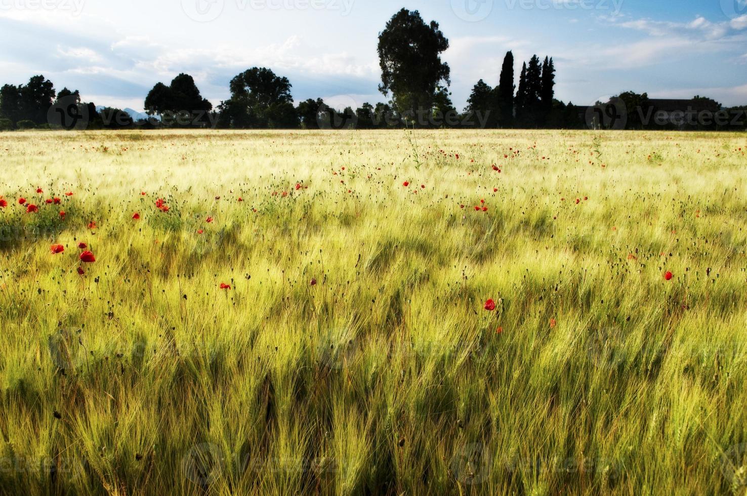 Gold Wheat flied with poppies, photo