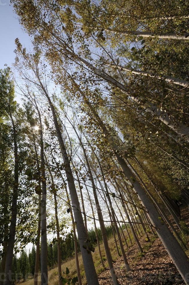 Bosque de chopos en fuente vaqueros, granada, andalucía, españa foto