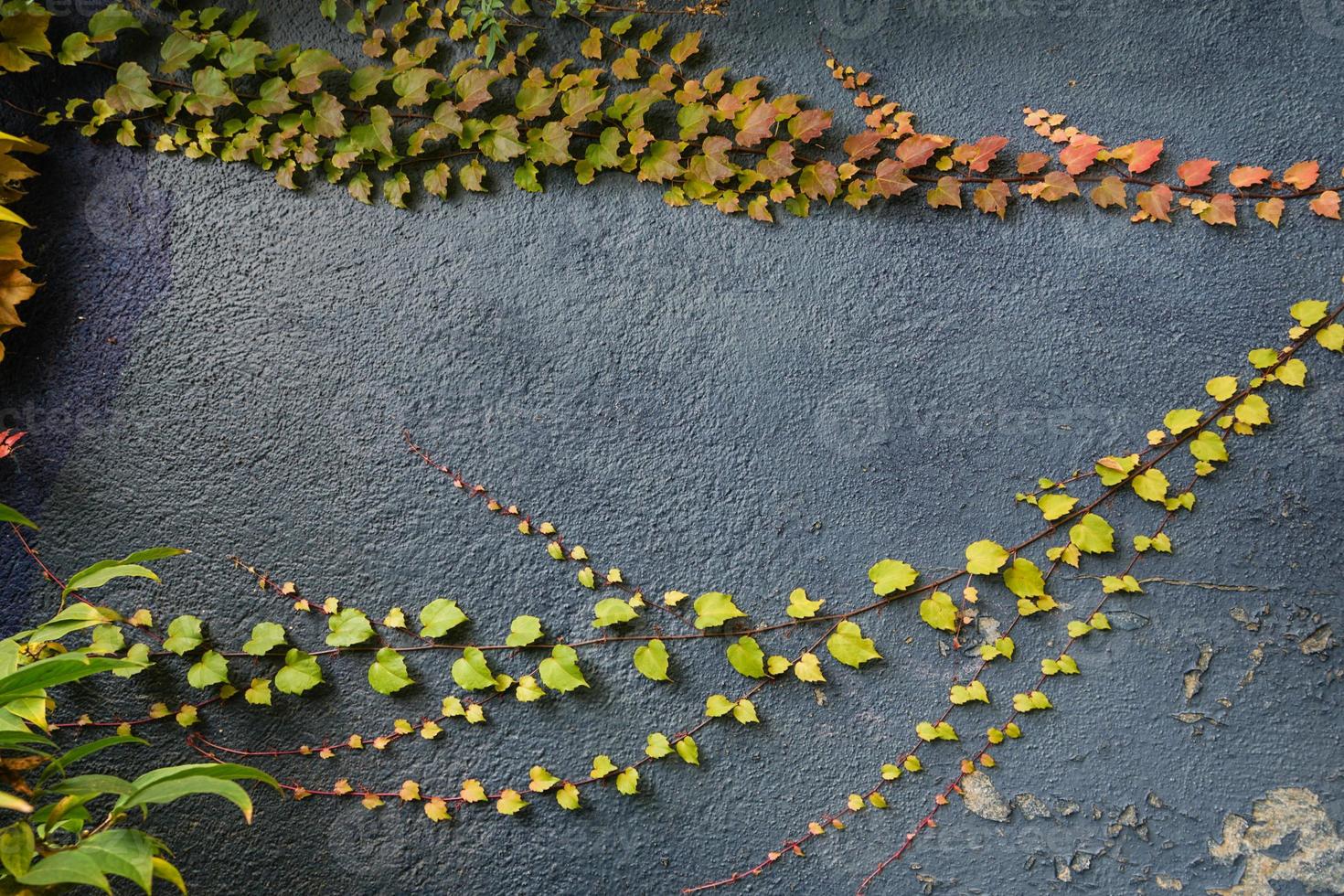 Red and green and leaves texture background. Autumn leaves on blue wall. photo