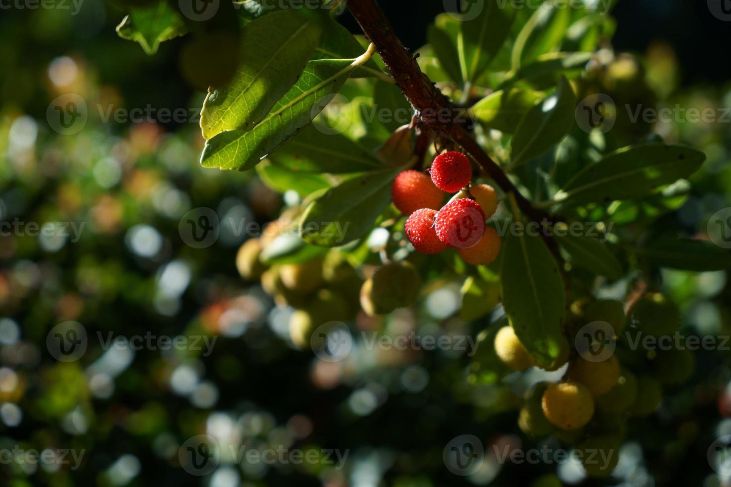 arbutus tree, ripe strawberry tree fruits photo