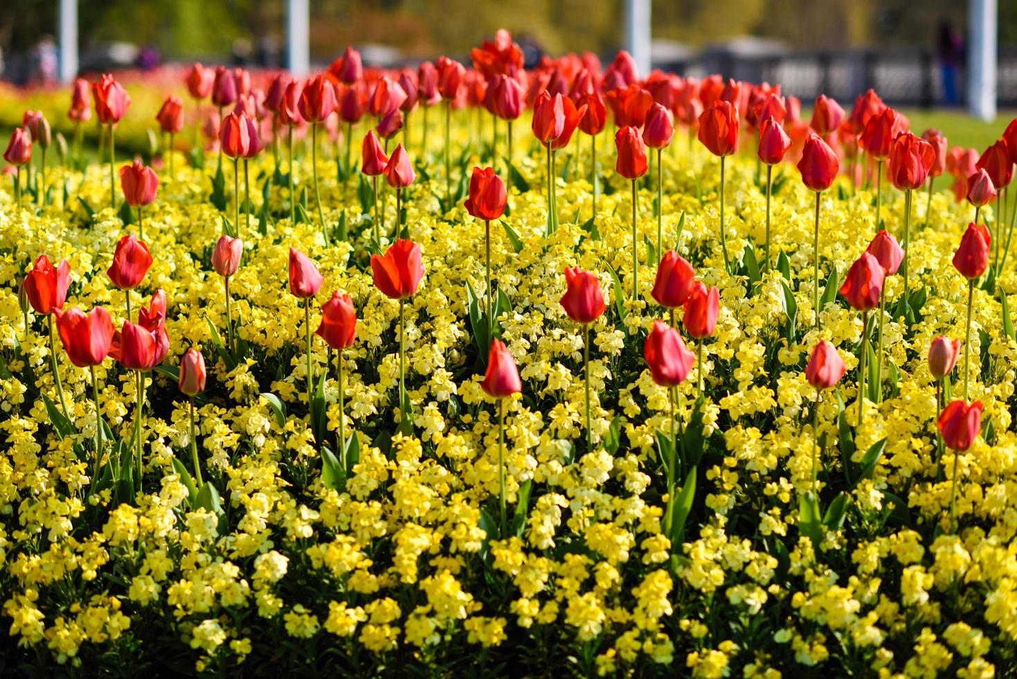 Red tulips near Buckingham Palace in London photo