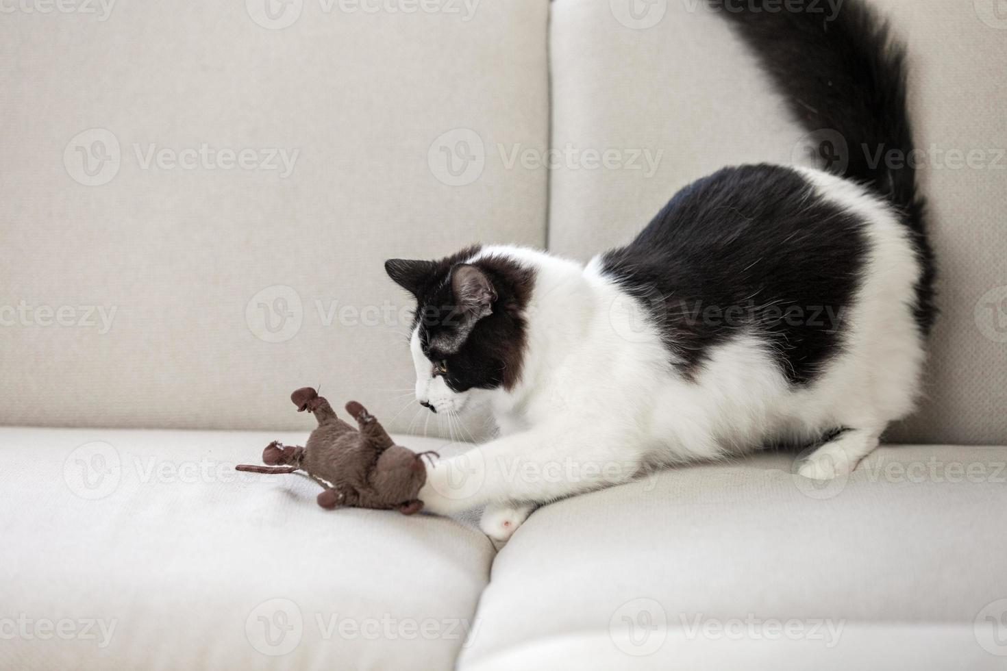 gato jugando con un juguete en el sofá foto