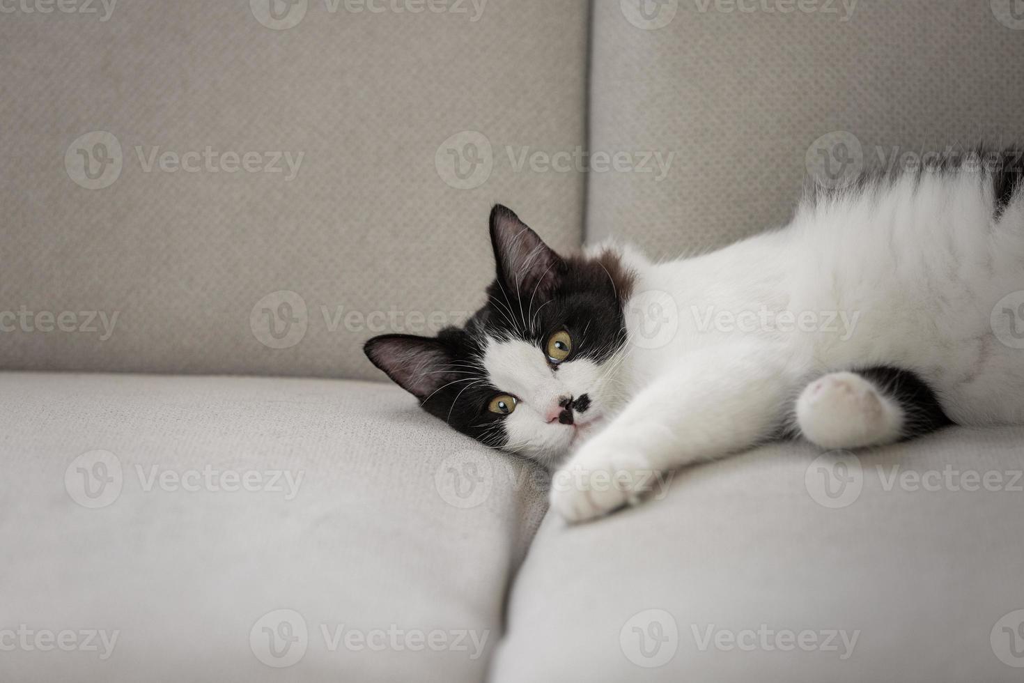 Peaceful cat chilling on sofa in flat photo