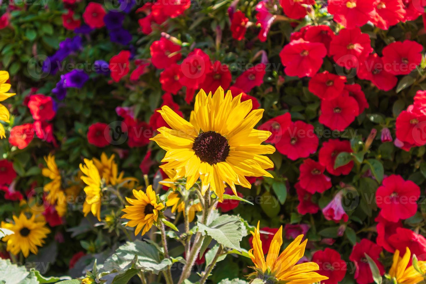 Sunflower in the Miracle Garden photo