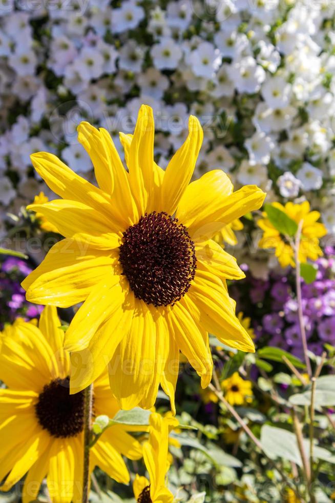 Sunflower in the Miracle Garden photo