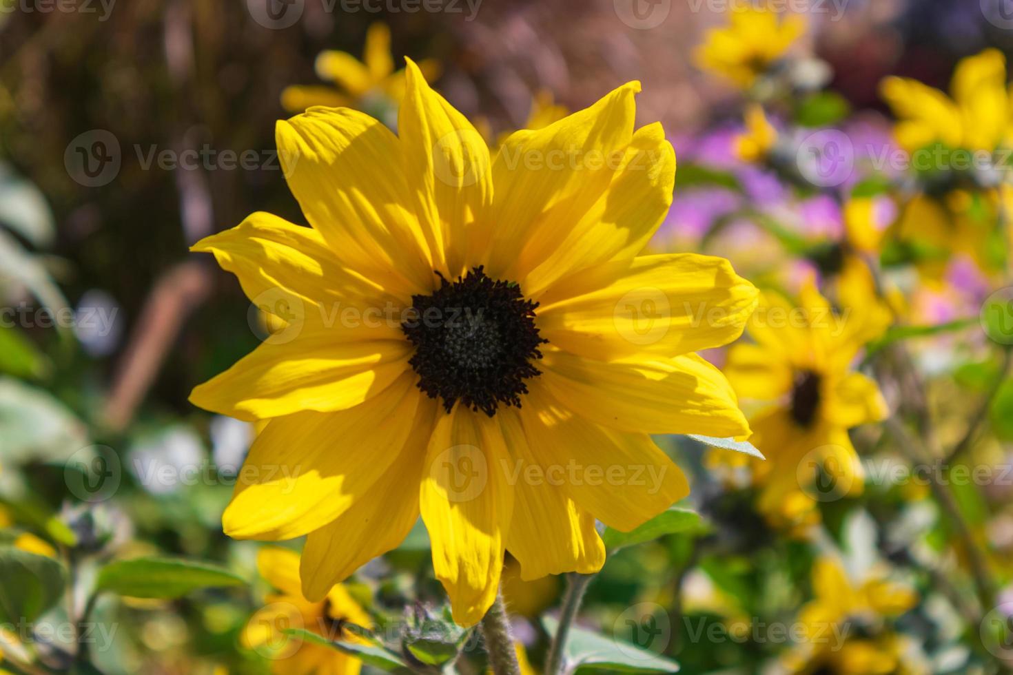 Sunflower in the Miracle Garden photo
