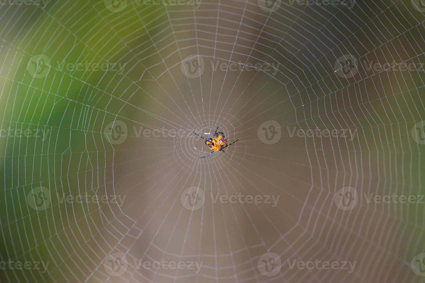 Spider on the web nature background photo