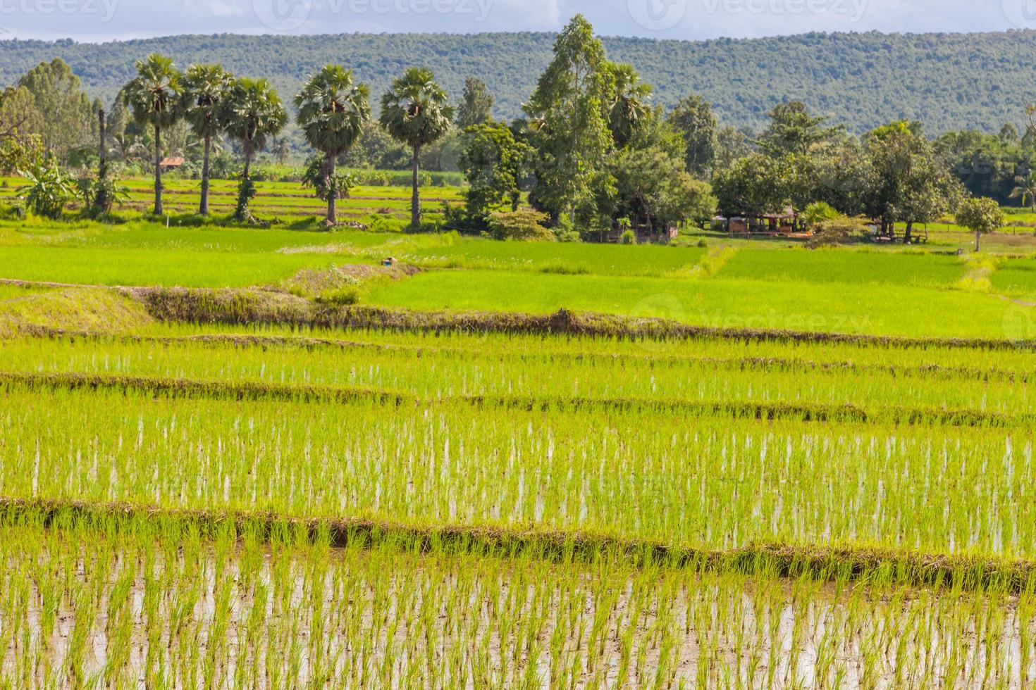 Young rice sprout ready to growing in the rice field photo