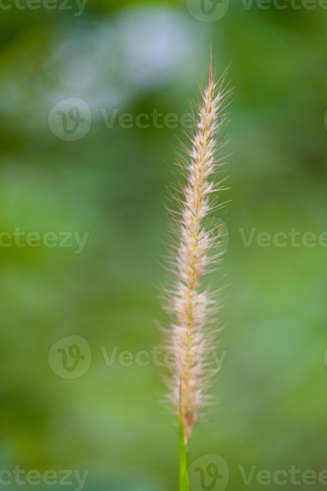 Feather Grass or Needle Grass photo