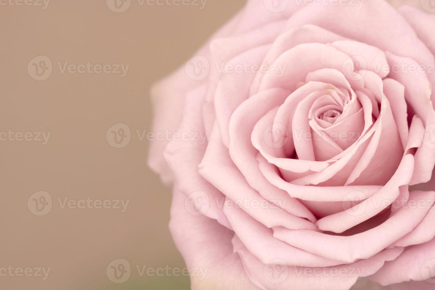 Close up of beautiful pink rose depth of field and focus the centre of rose flower. Background from a large pink rose photo