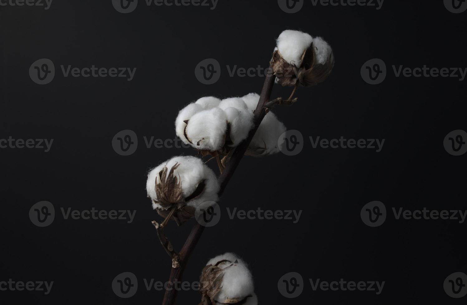 Cotton flower branch. Still life, fine art, dark photography. Head on, medium angle shot, horizontal image style. photo