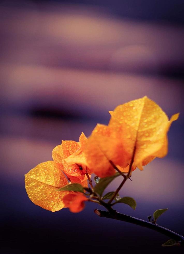 Botanical branch with leaves photo