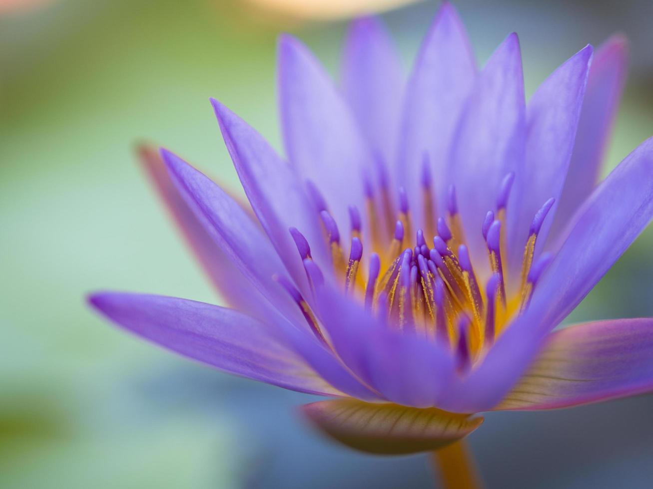 Closeup colorful beauty lotus flower blooming photo