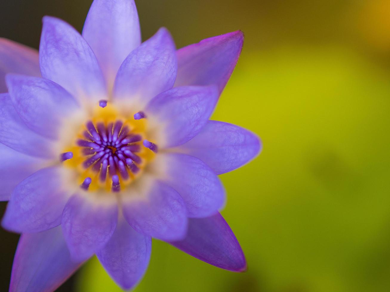 Closeup colorful beauty lotus flower blooming photo