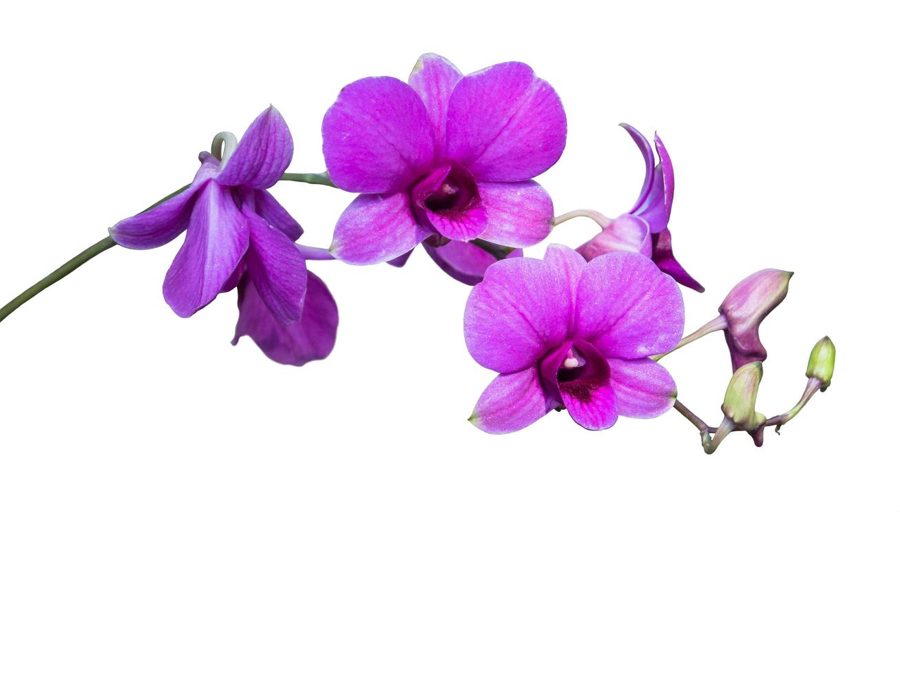 enano púrpura o mini orquídea con un ramo de flores florecientes, phalaenopsis calimero, aislado sobre fondo blanco foto