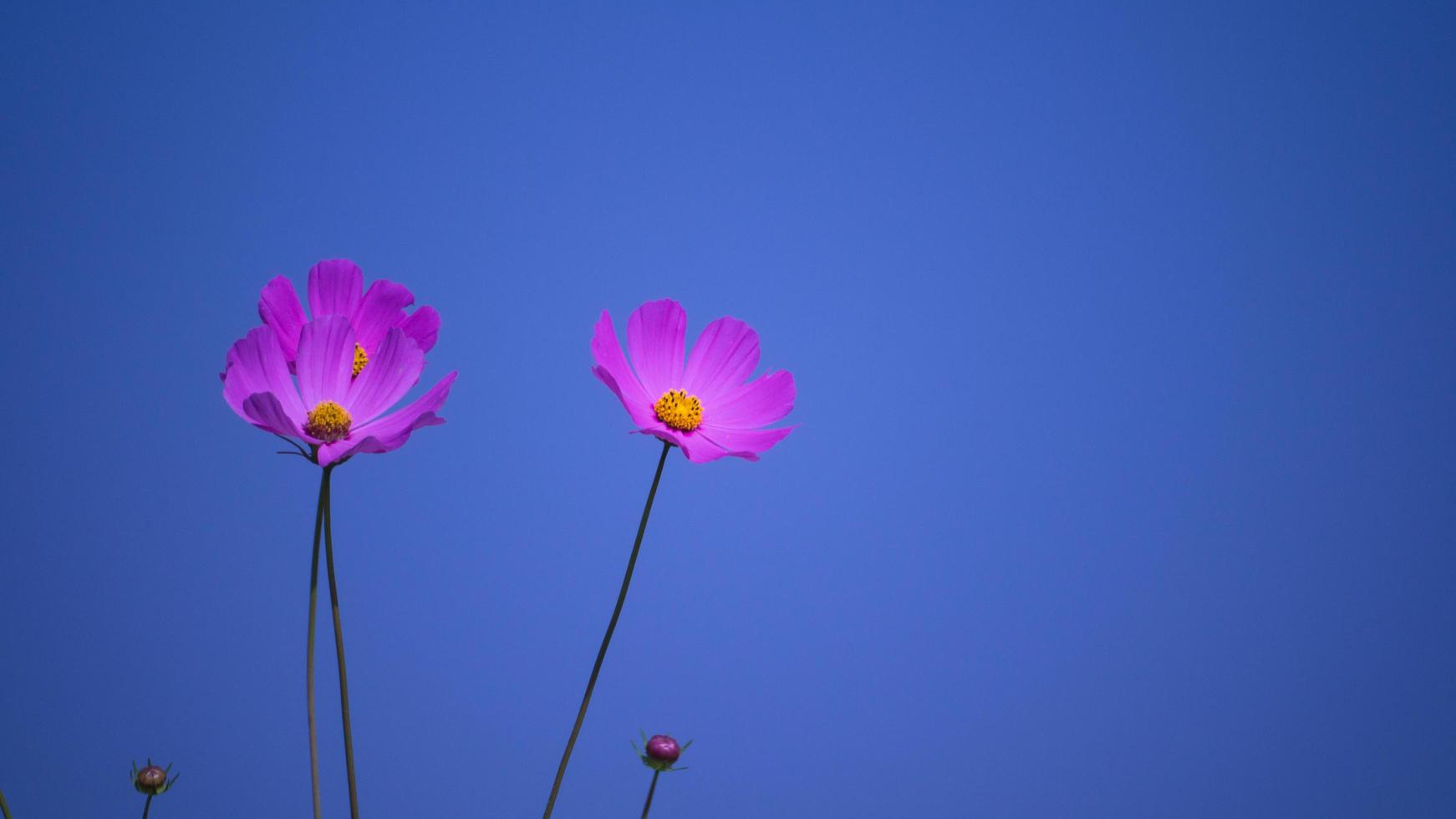 Soft focus of cosmos flowers blooming in the garden photo