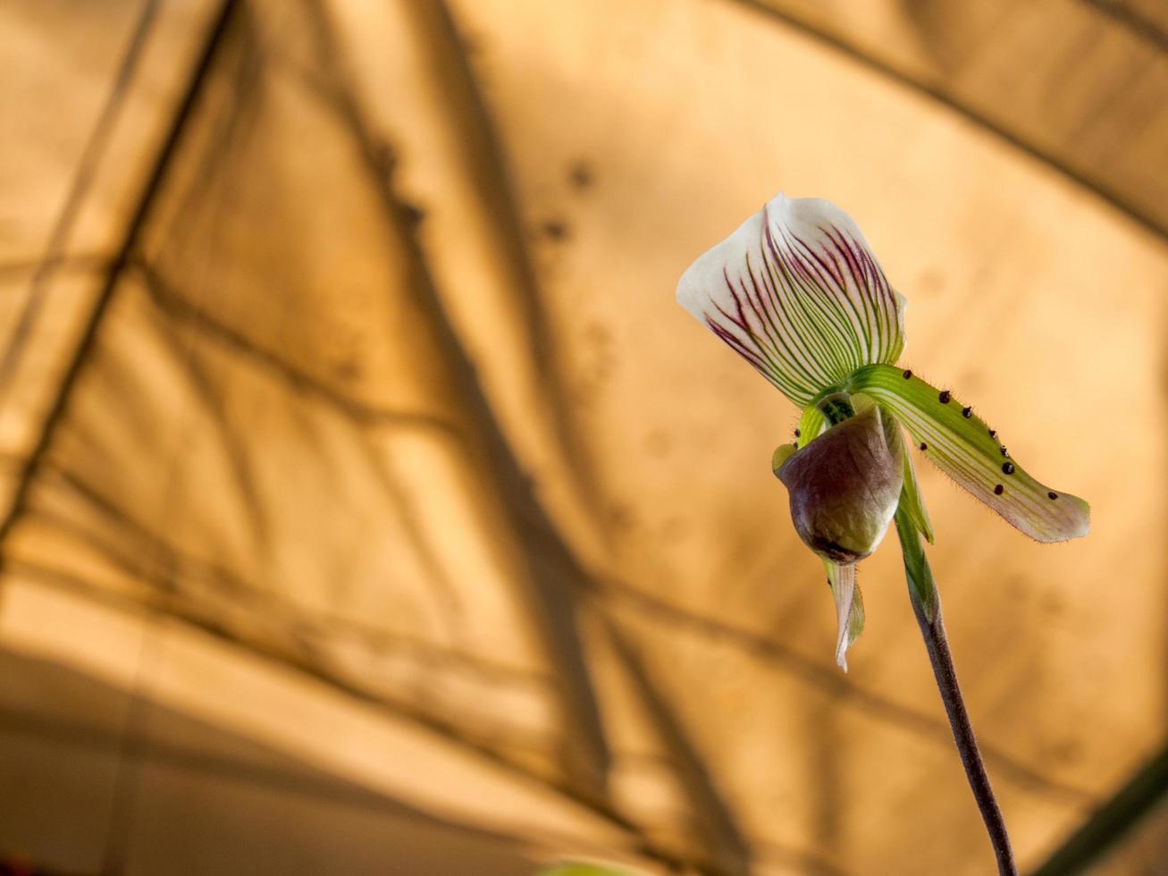 Lady Slipper, Paphiopedilum orchidaceae flowers in the park photo