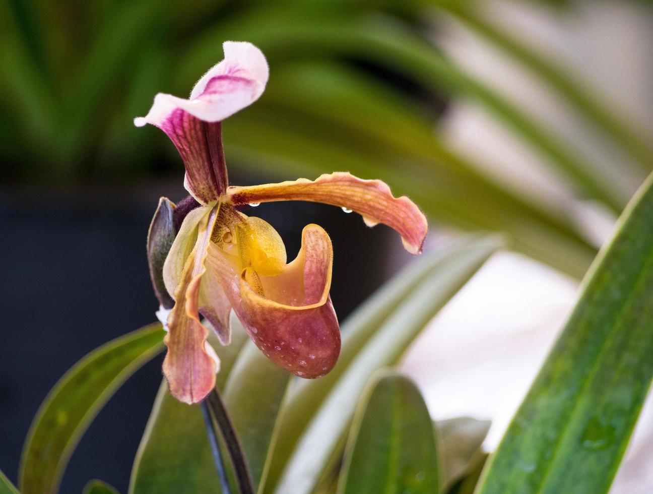 Lady Slipper, Paphiopedilum orchidaceae flowers in the park photo