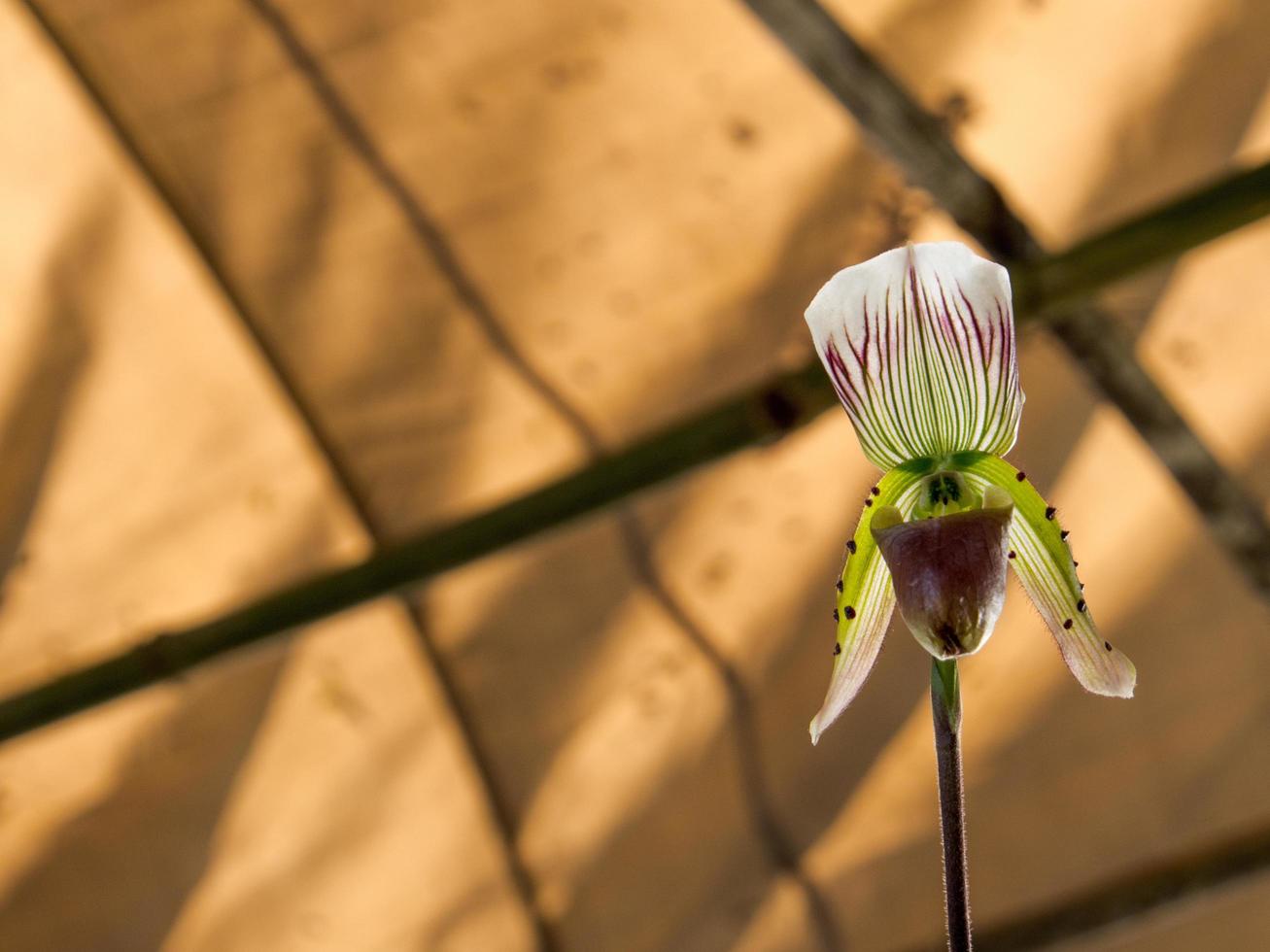 zapatilla de dama, flores de orquídeas paphiopedilum en el parque foto