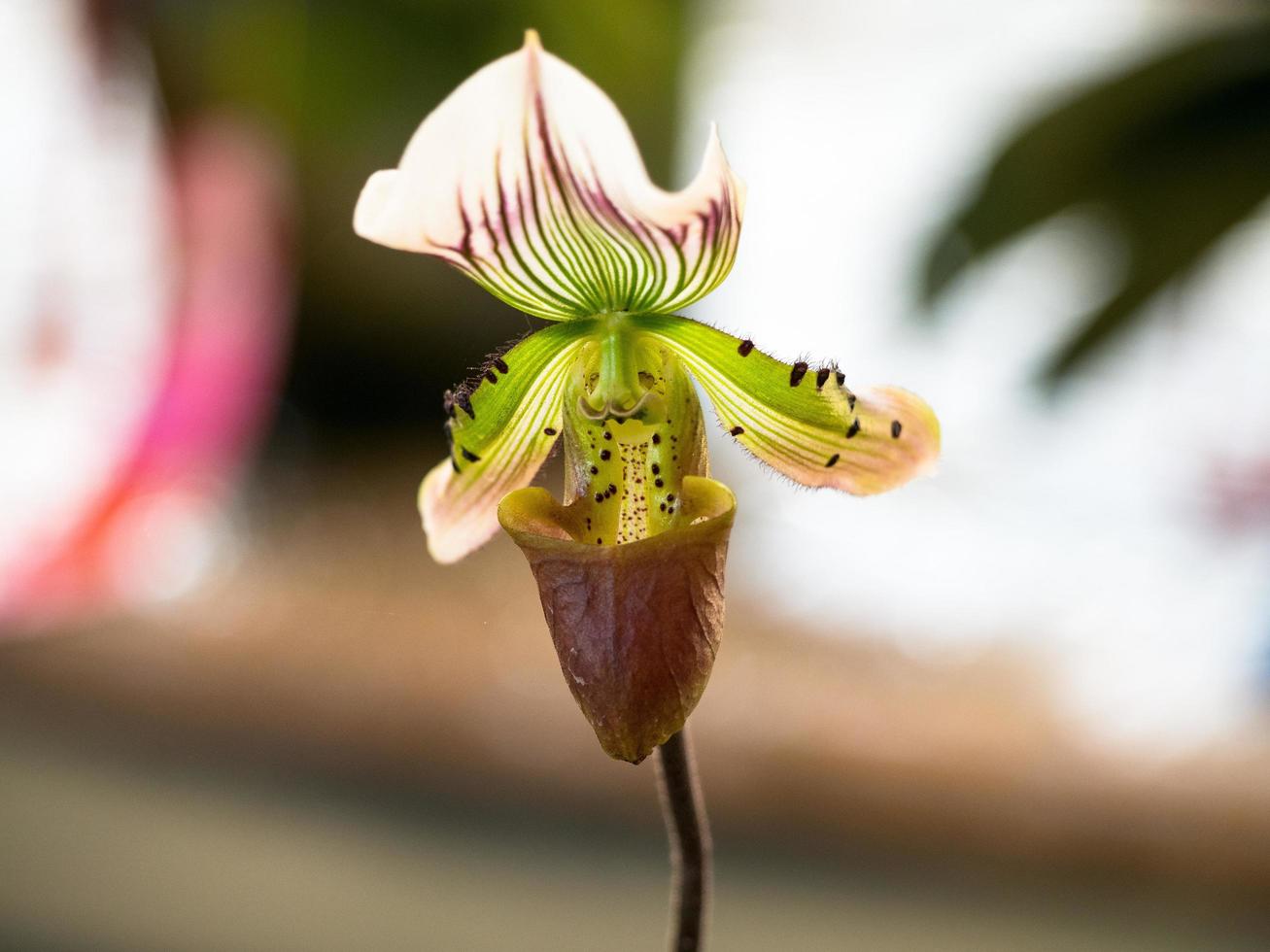 Lady Slipper, Paphiopedilum orchidaceae flowers in the park photo