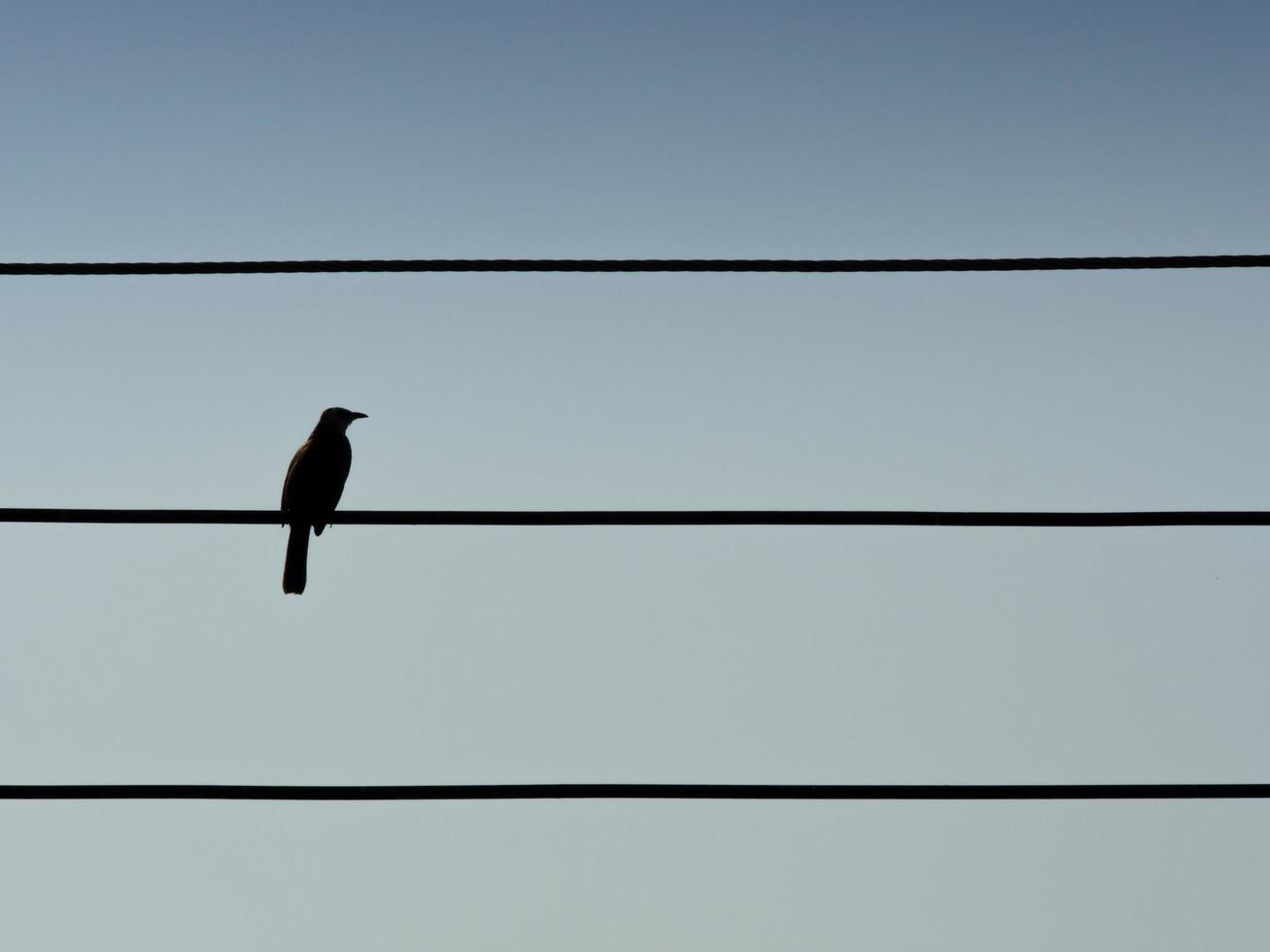 una silueta de pájaro en líneas eléctricas en el cielo, espacio de fondo para texto y para su diseño foto