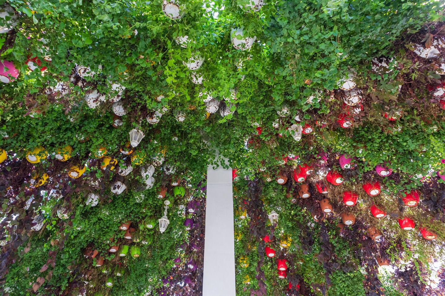Flowers at Dubai Miracle Garden photo