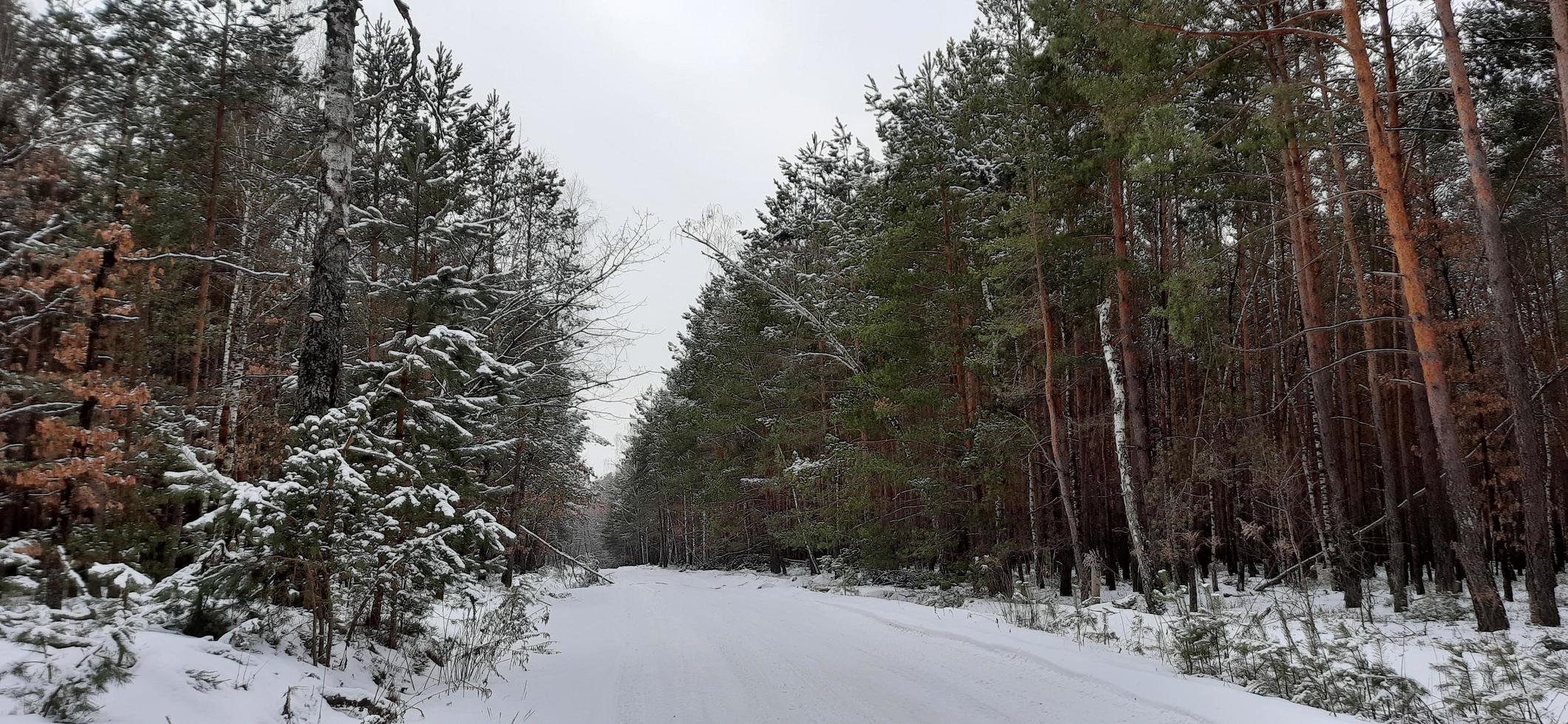way to the winter forest,winter beauty,feeling calm,beautiful nature,Ukrainian landscapes photo