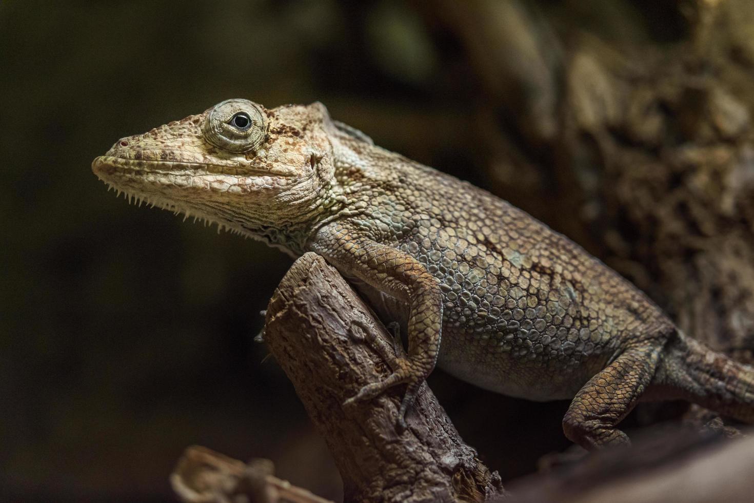 Anolis in terrarium photo